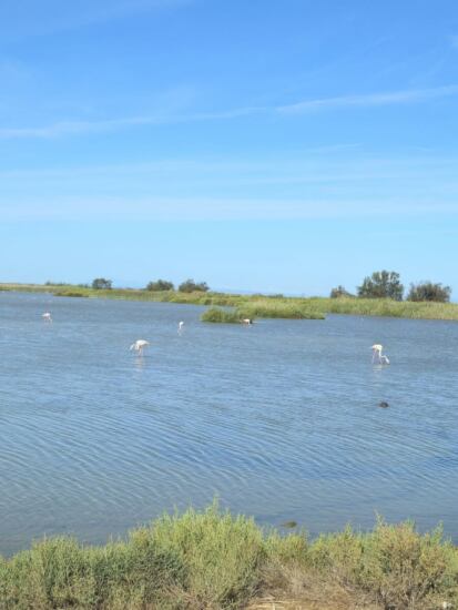 Flamingos im Parc naturel régional de Camargue